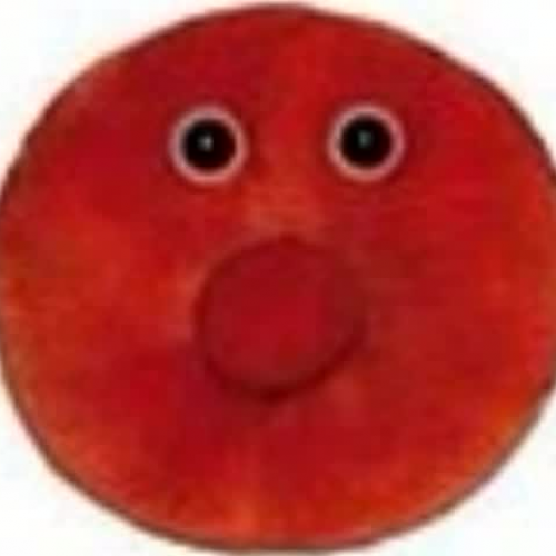 Randy the red blood cell takes us on a tour!