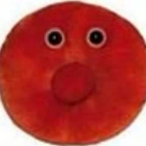 Randy the Red Blood Cell