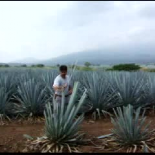 Agave Plant