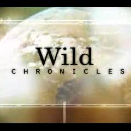 Terminal Velocity - Skydivers and Falcons