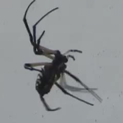 Arigope Spider Weaving Her Web