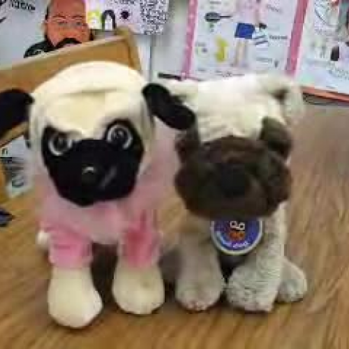 Pepe and Petunia Pug Learn the Prepositions