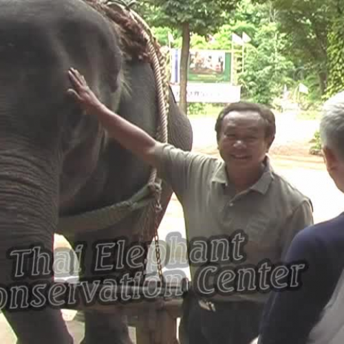 Thai Elephant Conservation Center