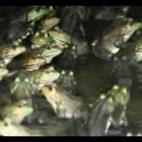 Ciclo de vida de la rana