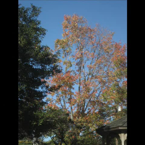 Home is where the heart is