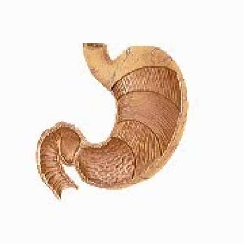 How The Body Works: Stomach