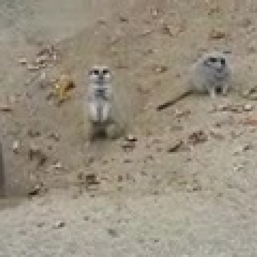 REMC Meerkats