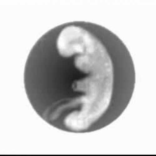 El desarrollo del feto