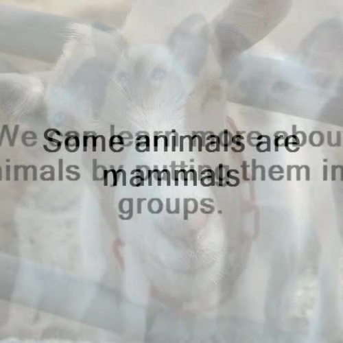 Animals, Fish Reptiles, Birds and Insects