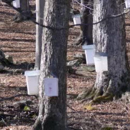 Hella Delicious 05:  Maple Syrup at Muthig Fa