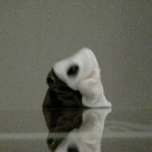 Scott\'s Shout Out to His Dogs in Colonial