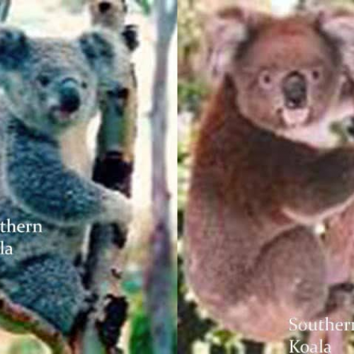 Koala