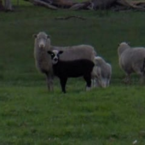 A sheep farm in Macarthur, Australia