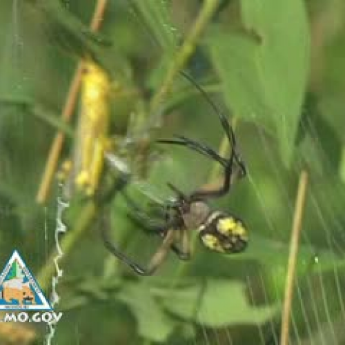 Garden Spiders