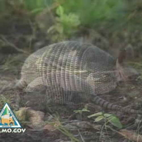 Armadillos