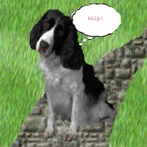 Puppy Patrol: Perfect Puppy