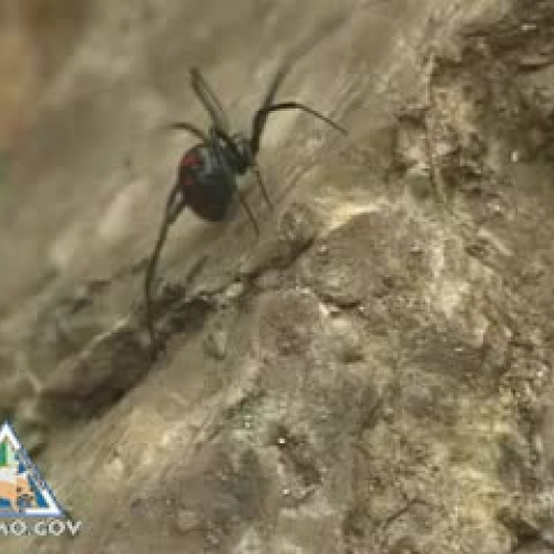 Black Widow Spiders