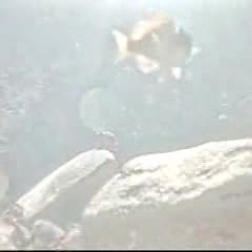 Underwater Tidepool Life at Crystal Cove Stat