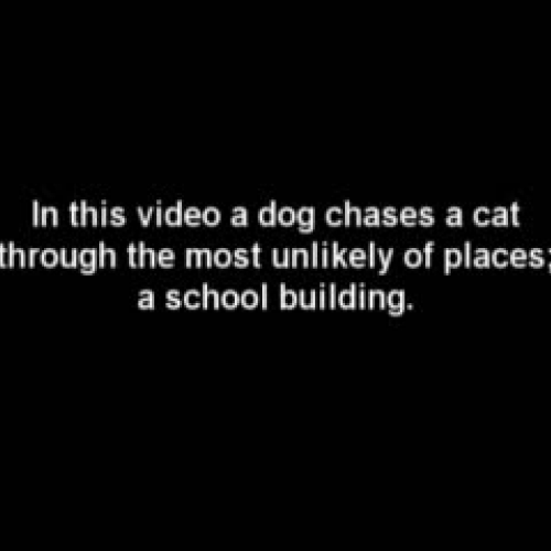 Cat Chase. An ESOL video