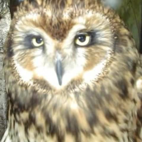 Endangered Species PhotoStory