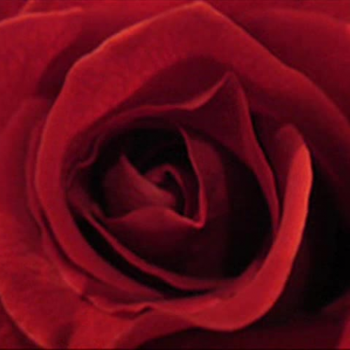 Student Commercial  \