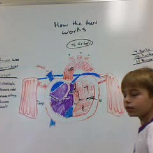 How the Heart works2!!!