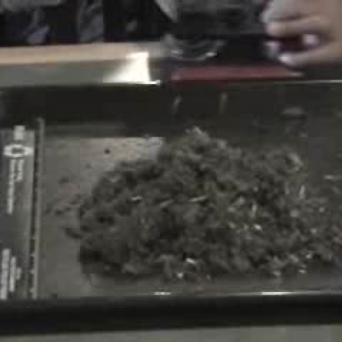 Disecting Owl Pelets