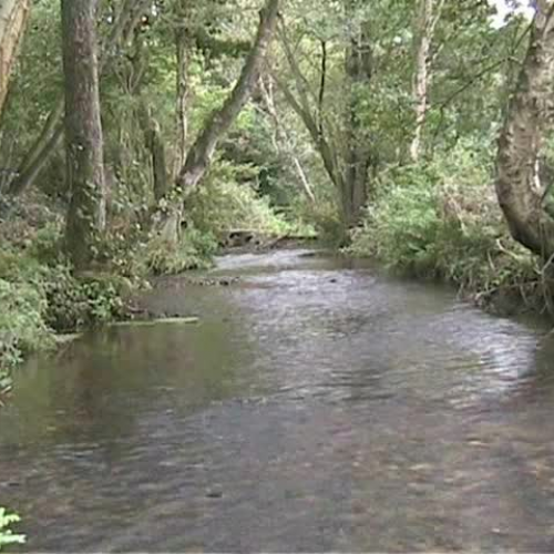 Tales from the Riverbank