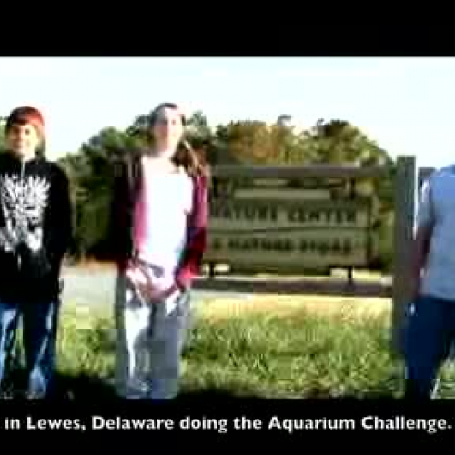 Delaware Horseshoe Crabs