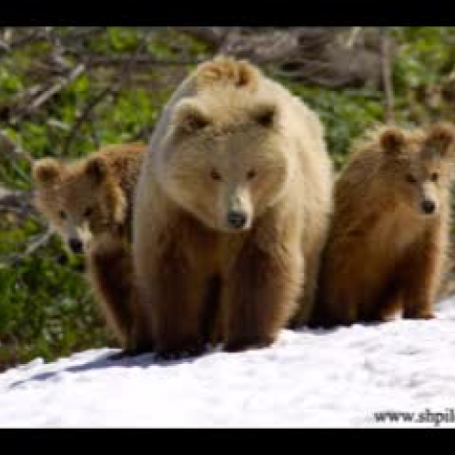 Independent Study Intro