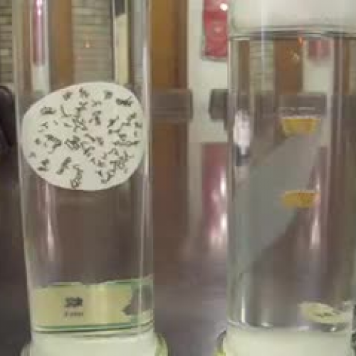 Moth to Cocoon Video