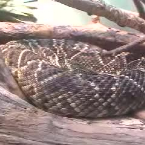 Aquarium Reptile Complex Riverbanks Zoo