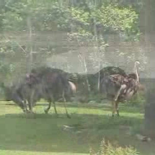 Meet the Animals at North Carolina Zoo
