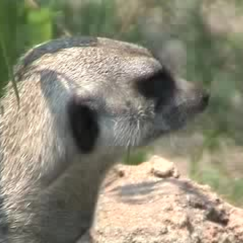 Meet the Animals at Riverbanks Zoo