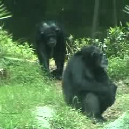 Chimpanzes at North Carolina Zoo