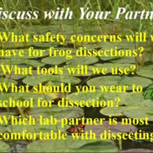Frog Dissection Instructions