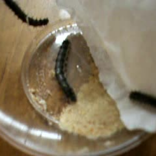 Painted Lady Butterflies