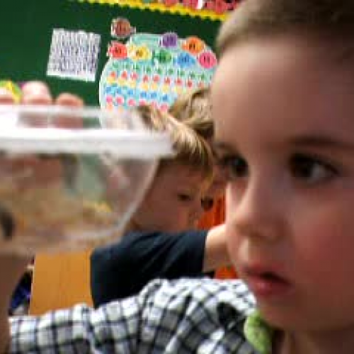 Painted Lady Caterpillars