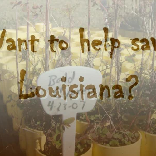 How to Save Louisiana?