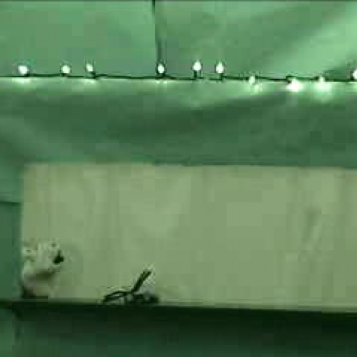 The Three Little Pigs