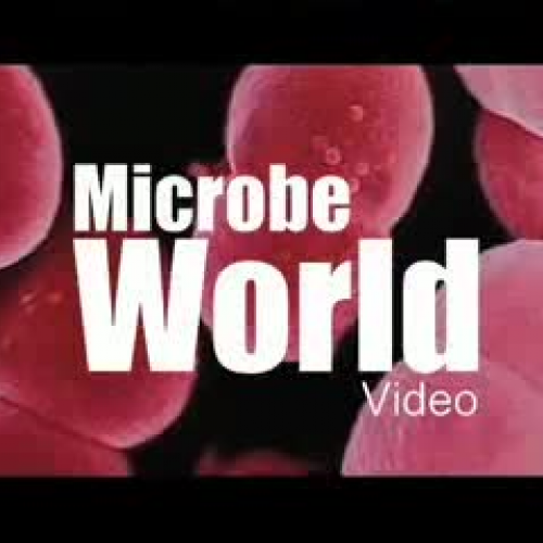 Microworld