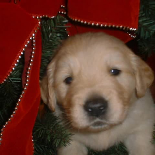 Puppies at their best 