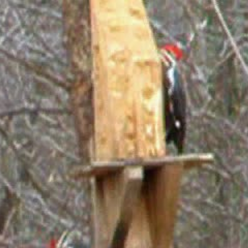 Pileated Woodpeckers