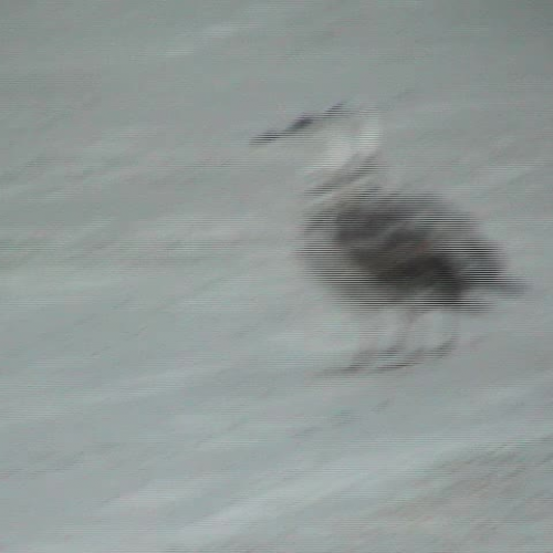 Sea gull running along the beach