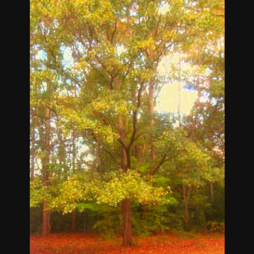 4th Grade Discovers Fractals