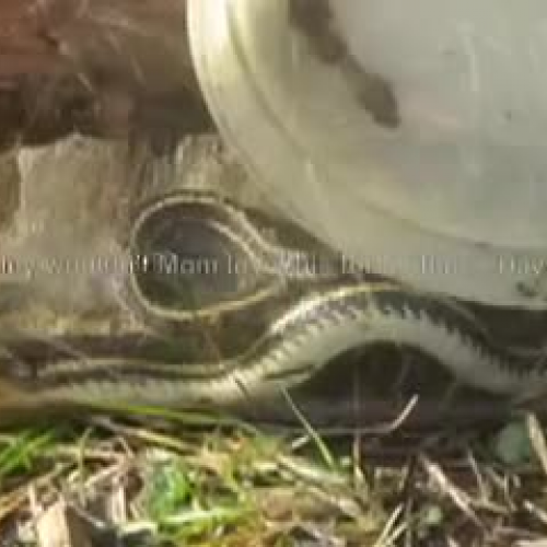 Who let the snakes out?