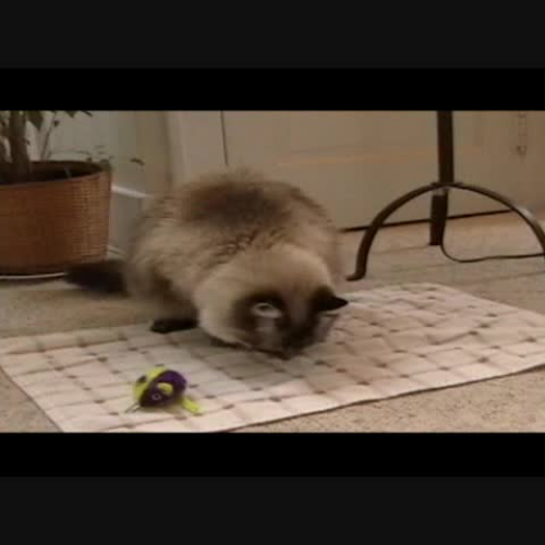 Nuestros gatos aburridos