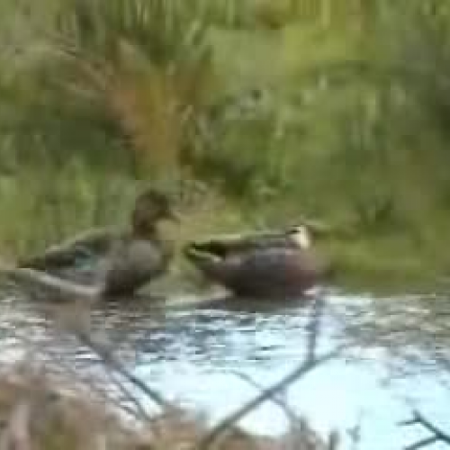 Blue Duck LEARNZ Virtual Field Trip