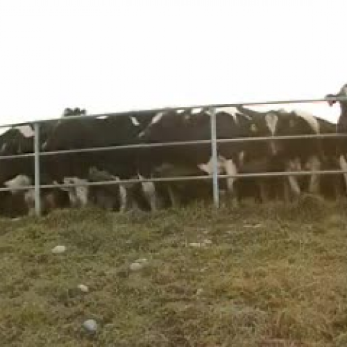 Dairy Farming LEARNZ Virtual Field Trip