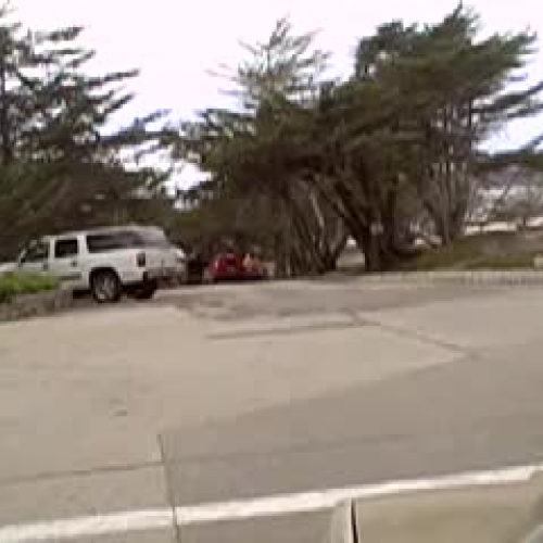 Doggies day at Carmel Beach